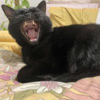 Photo of Lola