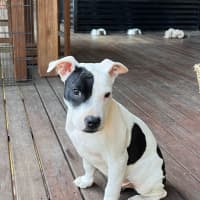 Photo of Boris   16 Week Old Staffy X