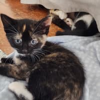 Photo of Little Miss