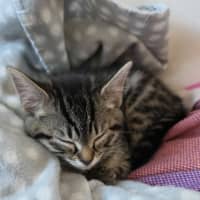 Photo of Sesame