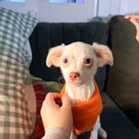 Photo of Cherry