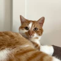 Photo of Marigold