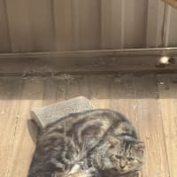 Photo of Bartholomew Ragamuffin