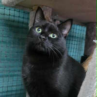 Photo of Ebba ** 2nd Chance Cat Rescue **