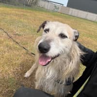 Photo of Hairy