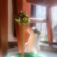 Photo of Tulip 🌷*9 Lives Rescue Project*