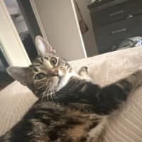 Photo of Sphinx