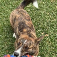Photo of Rocky   1 Year Old Cardigan Corgi