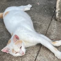 Photo of Peaches