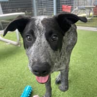 Photo of D1216 Panda