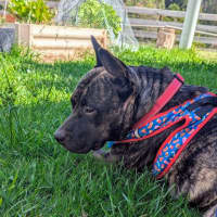 Photo of Tiki