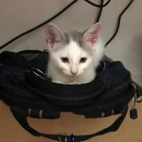 Photo of Lulu