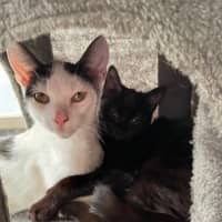 Photo of Sir Cuddles A Lot   6 Month Old Domestic Sh