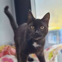 Photo of Peppermint