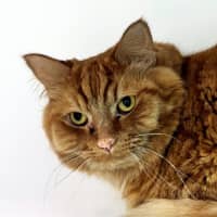 Photo of Ernie Sua014688