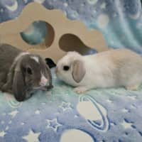 Photo of Lightning / Thunder