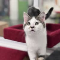 Photo of Oreo