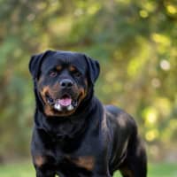 Photo of Big Red