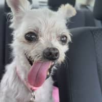 Photo of Fran Drescher