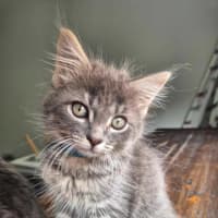 Photo of Dusty