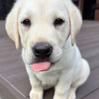 Photo of Alfie   10 Week Old Labrador