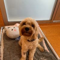 Photo of Teddy