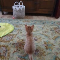 Photo of Pumpkin