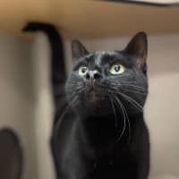 Photo of Soot