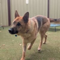 Photo of Inspector Rex