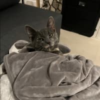 Photo of Moxie