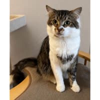 Photo of 12649   Aslan