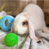 Photo of Sapphire 