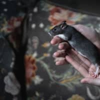 Photo of Willow & Maple