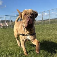 Photo of Mowgli