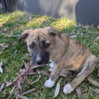 Photo of Daffodil