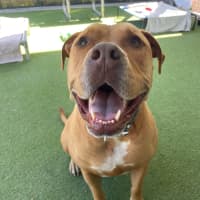 Photo of D1281 Rusty 