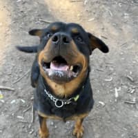 Photo of Rex