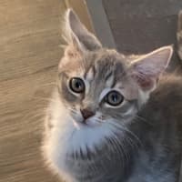 Photo of Aurora   Meet Me At Petstock Chelsea