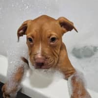 Photo of Chester