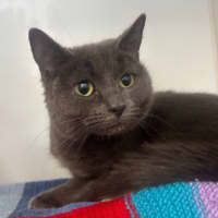 Photo of Blueberry