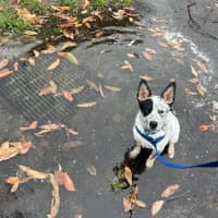 Photo of Angus