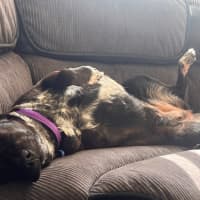 Photo of Lulu   7 Year Old Kelpie X
