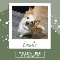 Photo of Bronte 