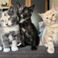 Photo of Smoochie