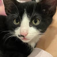 Photo of Pingu