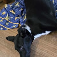 Photo of Bruno