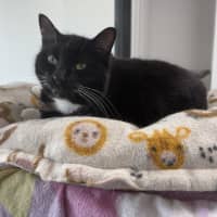 Photo of Tully 