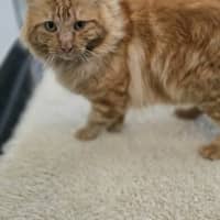 Photo of Comet