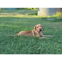 Photo of Hurley *$350 Adoption Fee*