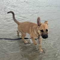 Photo of Taupe